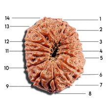 Load image into Gallery viewer, 15 Mukhi Indonesian Rudraksha - Bead No. 291