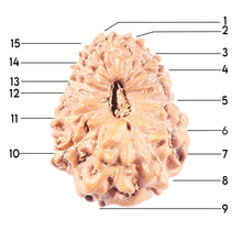 Load image into Gallery viewer, 14 mukhi Indonesian Rudraksha - Bead No. 346