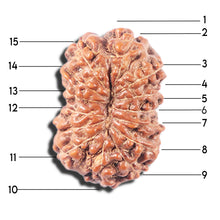 Load image into Gallery viewer, 14 mukhi Indonesian Rudraksha - Bead No. 347