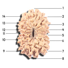 Load image into Gallery viewer, 14 mukhi Indonesian Rudraksha - Bead No. 348