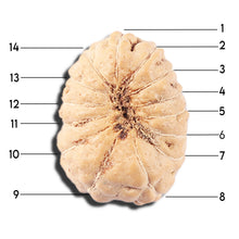 Load image into Gallery viewer, 14 mukhi Indonesian Rudraksha - Bead No. 350