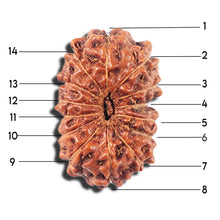 Load image into Gallery viewer, 14 mukhi Indonesian Rudraksha - Bead No. 351