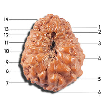 Load image into Gallery viewer, 14 mukhi Indonesian Rudraksha - Bead No. 352