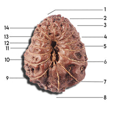 Load image into Gallery viewer, 14 mukhi Indonesian Rudraksha - Bead No. 353