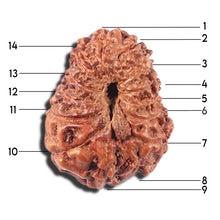 Load image into Gallery viewer, 14 mukhi Indonesian Rudraksha - Bead No. 354