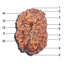Load image into Gallery viewer, 14 mukhi Indonesian Rudraksha - Bead No. 356