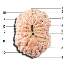 Load image into Gallery viewer, 14 mukhi Indonesian Rudraksha - Bead No. 357