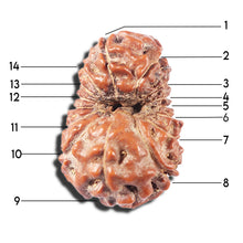 Load image into Gallery viewer, 14 mukhi Indonesian Rudraksha - Bead No. 358