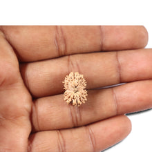 Load image into Gallery viewer, 14 mukhi Indonesian Rudraksha - Bead No. 348