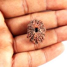 Load image into Gallery viewer, 15 Mukhi Indonesian Rudraksha - Bead No. 287