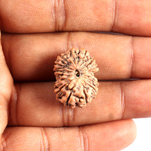 Load image into Gallery viewer, 15 Mukhi Indonesian Rudraksha - Bead No. 289