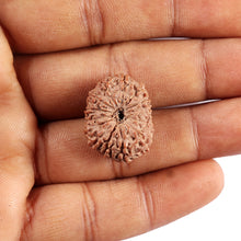 Load image into Gallery viewer, 15 Mukhi Indonesian Rudraksha - Bead No. 291