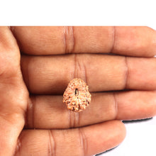 Load image into Gallery viewer, 14 mukhi Indonesian Rudraksha - Bead No. 346