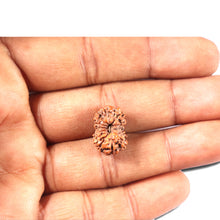 Load image into Gallery viewer, 14 mukhi Indonesian Rudraksha - Bead No. 347