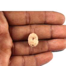 Load image into Gallery viewer, 14 mukhi Indonesian Rudraksha - Bead No. 350