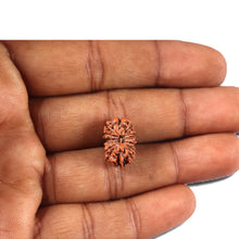 Load image into Gallery viewer, 14 mukhi Indonesian Rudraksha - Bead No. 351