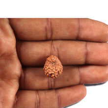 Load image into Gallery viewer, 14 mukhi Indonesian Rudraksha - Bead No. 352
