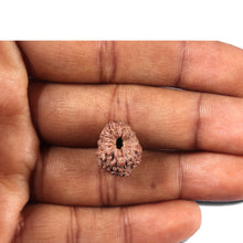 Load image into Gallery viewer, 14 mukhi Indonesian Rudraksha - Bead No. 353
