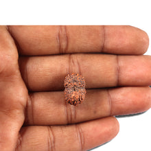 Load image into Gallery viewer, 14 mukhi Indonesian Rudraksha - Bead No. 356