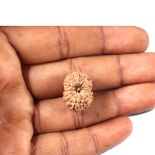 Load image into Gallery viewer, 14 mukhi Indonesian Rudraksha - Bead No. 357