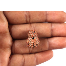 Load image into Gallery viewer, 14 mukhi Indonesian Rudraksha - Bead No. 358