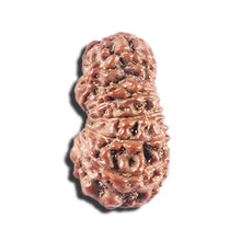 Load image into Gallery viewer, 15 Mukhi Indonesian Rudraksha - Bead No.283