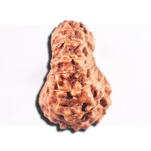 Load image into Gallery viewer, 15 Mukhi Indonesian Rudraksha - Bead No.284