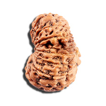 Load image into Gallery viewer, 15 Mukhi Indonesian Rudraksha - Bead No. 289