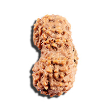 Load image into Gallery viewer, 15 Mukhi Indonesian Rudraksha - Bead No. 290
