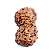 Load image into Gallery viewer, 15 Mukhi Indonesian Rudraksha - Bead No. 293