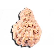 Load image into Gallery viewer, 14 mukhi Indonesian Rudraksha - Bead No. 346