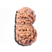 Load image into Gallery viewer, 14 mukhi Indonesian Rudraksha - Bead No. 347