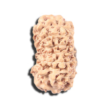 Load image into Gallery viewer, 14 mukhi Indonesian Rudraksha - Bead No. 348