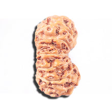 Load image into Gallery viewer, 14 mukhi Indonesian Rudraksha - Bead No. 349