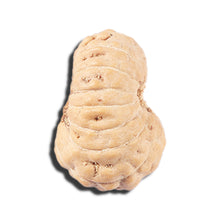 Load image into Gallery viewer, 14 mukhi Indonesian Rudraksha - Bead No. 350