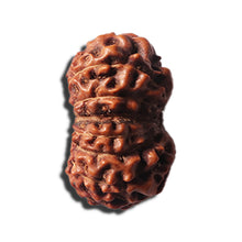 Load image into Gallery viewer, 14 mukhi Indonesian Rudraksha - Bead No. 351