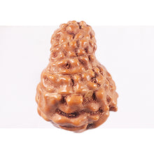 Load image into Gallery viewer, 14 mukhi Indonesian Rudraksha - Bead No. 352