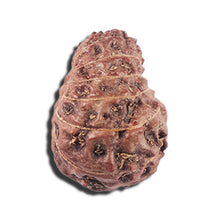 Load image into Gallery viewer, 14 mukhi Indonesian Rudraksha - Bead No. 353