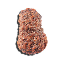 Load image into Gallery viewer, 14 mukhi Indonesian Rudraksha - Bead No. 356