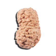 Load image into Gallery viewer, 14 mukhi Indonesian Rudraksha - Bead No. 357