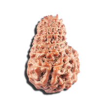 Load image into Gallery viewer, 15 Mukhi Indonesian Rudraksha - Bead No. 285