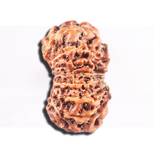 Load image into Gallery viewer, 15 Mukhi Indonesian Rudraksha - Bead No. 286