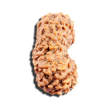 Load image into Gallery viewer, 15 Mukhi Indonesian Rudraksha - Bead No. 290