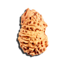 Load image into Gallery viewer, 15 Mukhi Indonesian Rudraksha - Bead No. 292