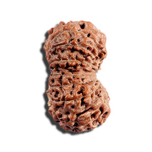 Load image into Gallery viewer, 15 Mukhi Indonesian Rudraksha - Bead No. 293