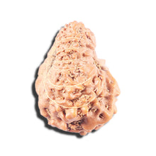 Load image into Gallery viewer, 14 mukhi Indonesian Rudraksha - Bead No. 346