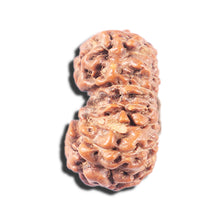 Load image into Gallery viewer, 14 mukhi Indonesian Rudraksha - Bead No. 347