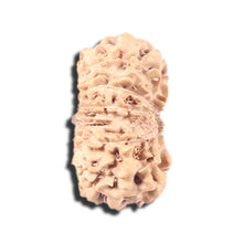 Load image into Gallery viewer, 14 mukhi Indonesian Rudraksha - Bead No. 348