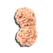 Load image into Gallery viewer, 14 mukhi Indonesian Rudraksha - Bead No. 349
