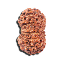 Load image into Gallery viewer, 14 mukhi Indonesian Rudraksha - Bead No. 351